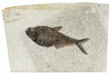 Beautiful Fossil Fish (Diplomystus) - Green River Formation #269792-1